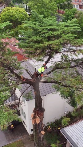 Calm your Palm | Trees & Gardens on Instagram: "Why remove this tree? 1. Safety Concerns (multiple failured branches) : A tree with a failed lead limb or branch can pose a significant safety risk. The damaged limb may be unstable and more prone to falling, especially during adverse weather conditions. This can endanger people, property, and other nearby structures. 2. Structural Stability: The lead limb or branch is often crucial for the tree’s structural stability. Its failure might compromise