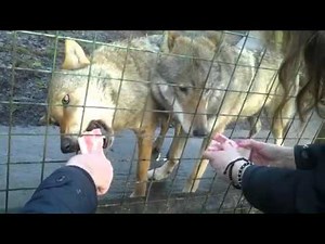 Feeding Wolves - Paradise Wildlife Park