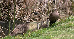 Endangered geese spotted on Oahu for first time in centuries