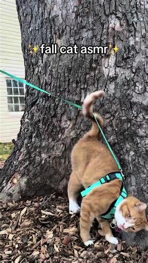 warm November day = jam gets to go outside! He LOVES his time on the harness #orangecat #fypシ #fall #outdoors #catsoftiktok