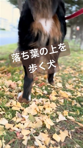 秋の日、枯葉を歩く犬 #バーニーズマウンテンドッグ #大型犬のいる生活