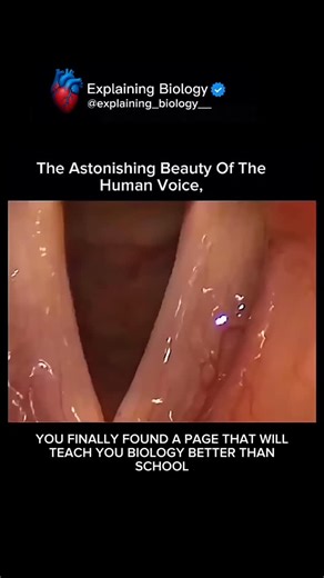 Explaining Biology on Instagram: "🎤✨ The Astonishing Beauty of the Human Voice We hear voices every single day… but we rarely stop to appreciate just how unbelievable they truly are. The human voice is a biological miracle — two tiny vocal folds vibrating hundreds of times per second, creating every sound you’ve ever produced using nothing but air and muscle. 🔹 Every word you’ve ever spoken 🔹 Every uncontrollable laugh 🔹 Every scream, whisper, and melody 🔹 Every emotion you’ve carried in yo