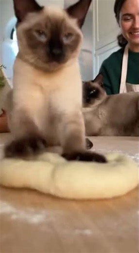 Cute Siamese kitten making dough with mom cat and a smiling woman