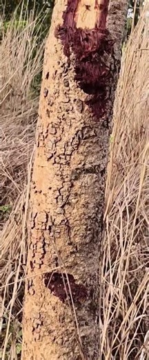 Bloodwood tree (specifically Pterocarpus angolensis) 🌴