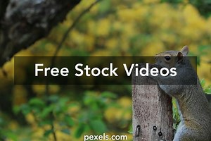 Squirrel Videos, Download The BEST Free 4k Stock Video Footage & Squirrel HD Video Clips