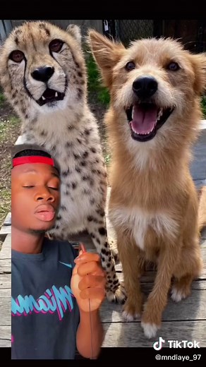 Cheetahs with Emotional Support Dogs: A Heartwarming Connection