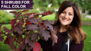 318K views · 6K reactions | Five awesome shrubs for fall color!  | Garden Answer | Facebook