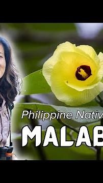 #PhilippineNativeTrees: Malabago (Hibiscus tiliaceus)