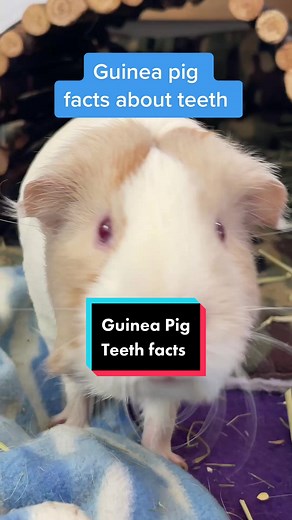 Guinea pig teeth are very important for their health. #guineapigscare #guineapigfacts #guineapig #cavy #guineapiglove #guineapigteeth