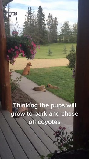 Coyote Encounters: Dogs Protecting Against Coyotes