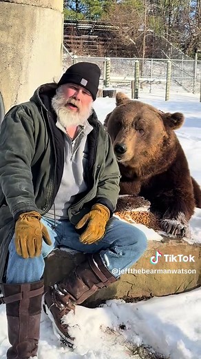 How much for that bear in the window? 🐻 An explanation on why Screech gets so many treats and a reminder that they’re not dogs in bear suits. #watsonsgrizzlyridge #jeffthebearman #grizzlyattitude #fypシ