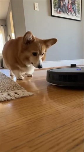 Corgi vs. Robot Vac 🤖🐾