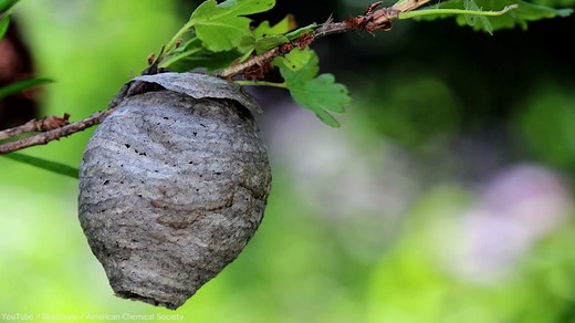 Colourful video explains why wasps really attack you