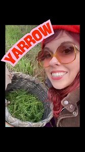 94K views · 5.1K reactions | Now is a great time to collect Yarrow flowers. Here are some facts about this plant. #whichbetty #foraging #plantfacts #plantsofinstagram #forage #yarrow #learning #herbalists #herbs #herbalremedies | Elizabeth Burdock | Facebook