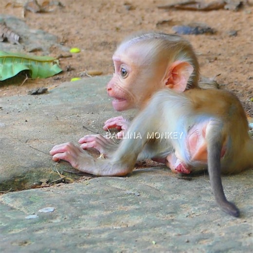 13K views · 297 reactions | Reject milk / cute babies cry by deep hungry after mom left him alone #Ballina | Ballina Monkey | Facebook