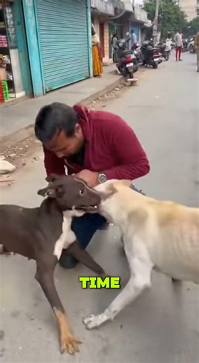 a man stopped two angry dog fight #shorts