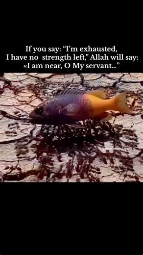 If you say: "I'm exhausted, I have no strength left,” Allah will say: «I am near, O My servant..."