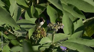 Red Whiskered Bulbul bird eating bug weed (Solanum mauritianum) seeds