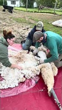 Shearing an alpaca blanket
