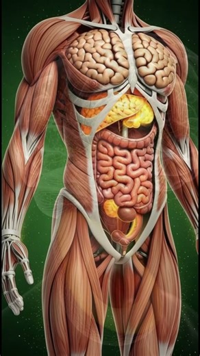 “Inside Your Body: How Avocado Transforms Your Health | 3D Anatomical Animation”