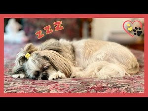 Loudest Shih Tzu snoring! 😴🤣 | Little Lacey dog makes so much noise 💤🔊🐾