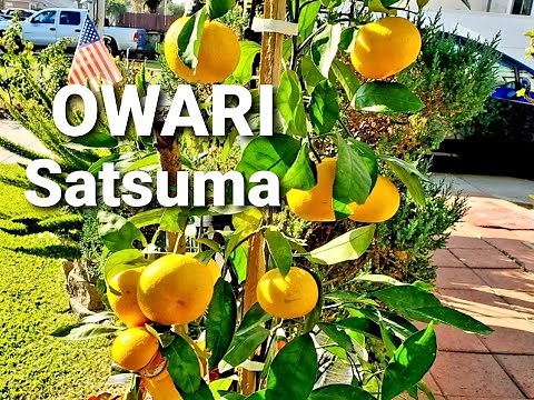 My OWARI SATSUMA MANDARIN in a Container - HARVESTING AND TASTING ITS FIRST FRUITS