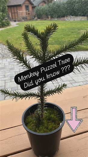 Watch My Back Yard Grow | *Monkey Puzzle Tree* Here are four unique and interesting facts about the monkey puzzle tree (Araucaria araucana): 1. **Ancient... | Instagram