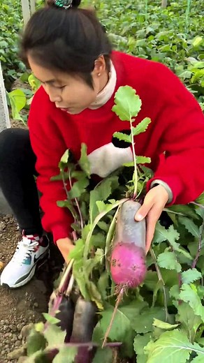 Nature’s edible ruby ❤️ | Fruit Farm