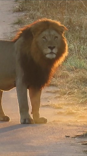 19K views · 772 reactions | Golden sunrise in the African Bush Kingdom #reels #reelsfb #reelsviral #viralpage #video #africa #Amazing #life #Wow #wildlife #travel #trending #trend | African Bush Kingdom | Facebook