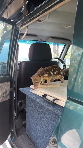 Jake Wilton | Camp Invader! One of the most mind blowing wildlife moments of my life. I had been searching for reliable camping areas in the mountains... | Instagram