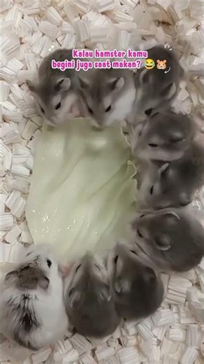 Hamster Lucu Dikasih Sayur, Kok Langsung Rebutan?! 😂🐹