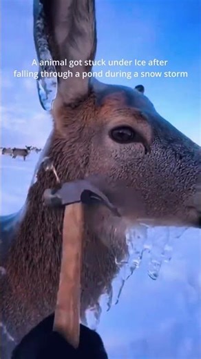 A cow got stuck under Ice after falling through a pond during a snow storm