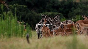 This is Africa, home to approximately 1,100 species of mammals and over 2,600 species of birds. And there is nothing ordinary about this land. Let's get closer to home on National Geographic Wild's #ExtraordinaryAfrica | National Geographic Africa