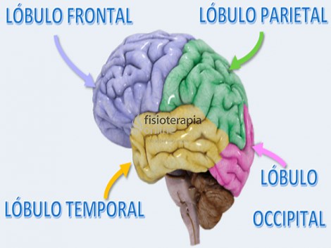 Lóbulos o partes de la corteza cerebral