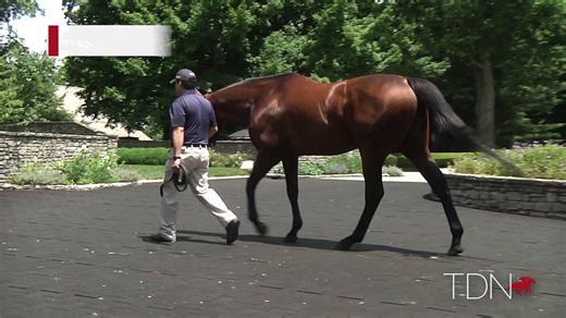TDN Stallions: American Pharoah