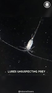 Gulper Eel 🐍 The BIG-MOUTH Deep-Sea Eel! Its massive balloon-like mouth can swallow prey almost its own size. With a glowing tail and tiny body, it looks like a creature from another world. You won’t believe how huge its jaw can open! #wildlife #nature #animalfacts #animalvideos | 1 Minute Animals