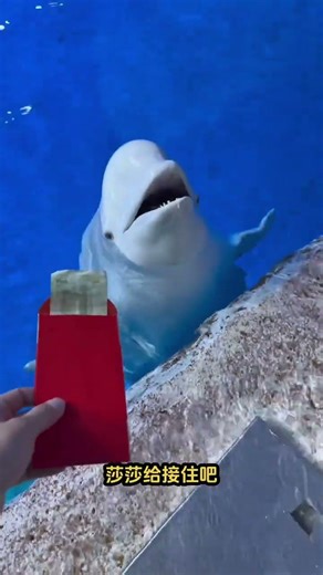 Protest in Beluga Whales' Company: A Soothing New Year's Revelation