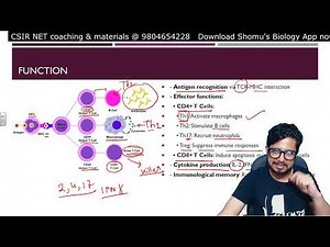 T cell activation and differentiation | T helper cell and cytotoxic T cell | Shomu's Biology