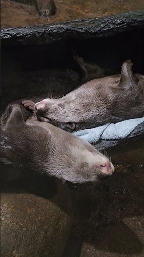 Adorable Napping Otters Cuddling! 🦦💞 Too Cute to Handle!