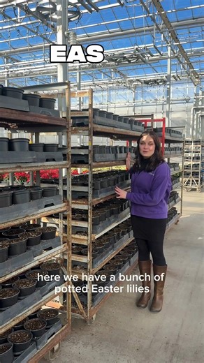 Easter lilies in the making! 🌸 Our Easter lily bulbs are planted — we’re always working ahead to bring you the best blooms! | Bachman's Floral, Home and Garden