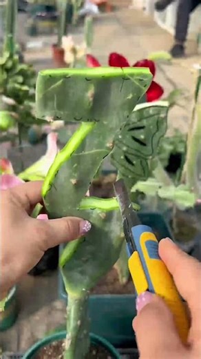 How to Graft Cactus for Beginners | Step-by-Step Guide