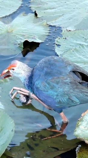 Purple Swamphen (Porphyrio porphyrio) 👇 The Purple Swamphen (Porphyrio porphyrio) is the wetland’s royal wanderer — a bold, sapphire-feathered beauty striding confidently through reed beds and marshes. Its plumage glows deep blue and violet, shimmering like water under moonlight, while its bright red bill and long legs add a splash of striking contrast. Elegant yet powerful, it uses those strong toes to climb reeds, pluck tender shoots, and even hold food like a tiny bird with hands. Its loud, 