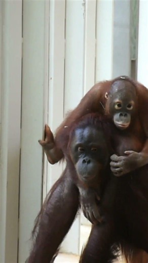 How an Orangutan Mother Raises Her Baby😂!#shorts#orangutans#funnyvideo#funnyanimals