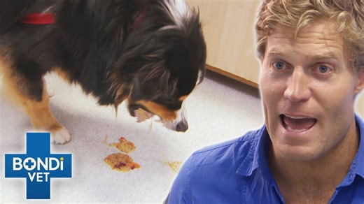 This dog ate deadly poison - they had minutes to save him