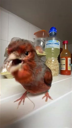 THIS RED CANARY IS UNSTOPPABLE… LISTEN TO THIS SONG!