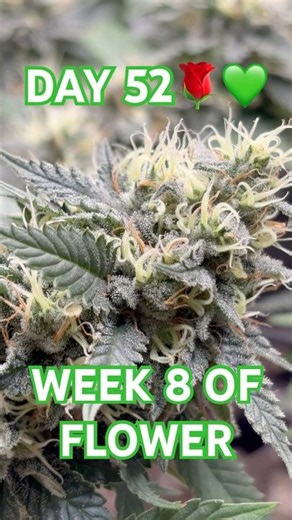 DAY 52🌹Smells incredible❄️💚 #homegrown #organic #natural #plants #indoorplants #growagarden