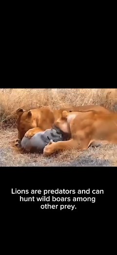 Wildlife Animal Predation Encounters