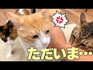 When I returned home after three days to find my cats waiting for me, I was surrounded by them...