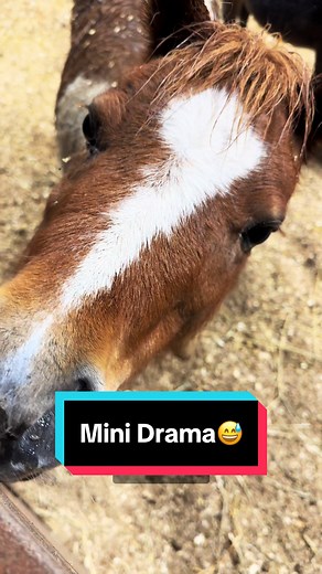 Mini Drama🐴 #minihorses #minihorsesoftiktok #americanminiaturehorse #minifoal