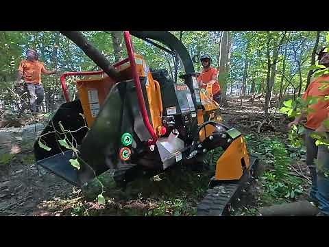 Removing INVASIVE Trees COVERED in Spotted Lantern Fly